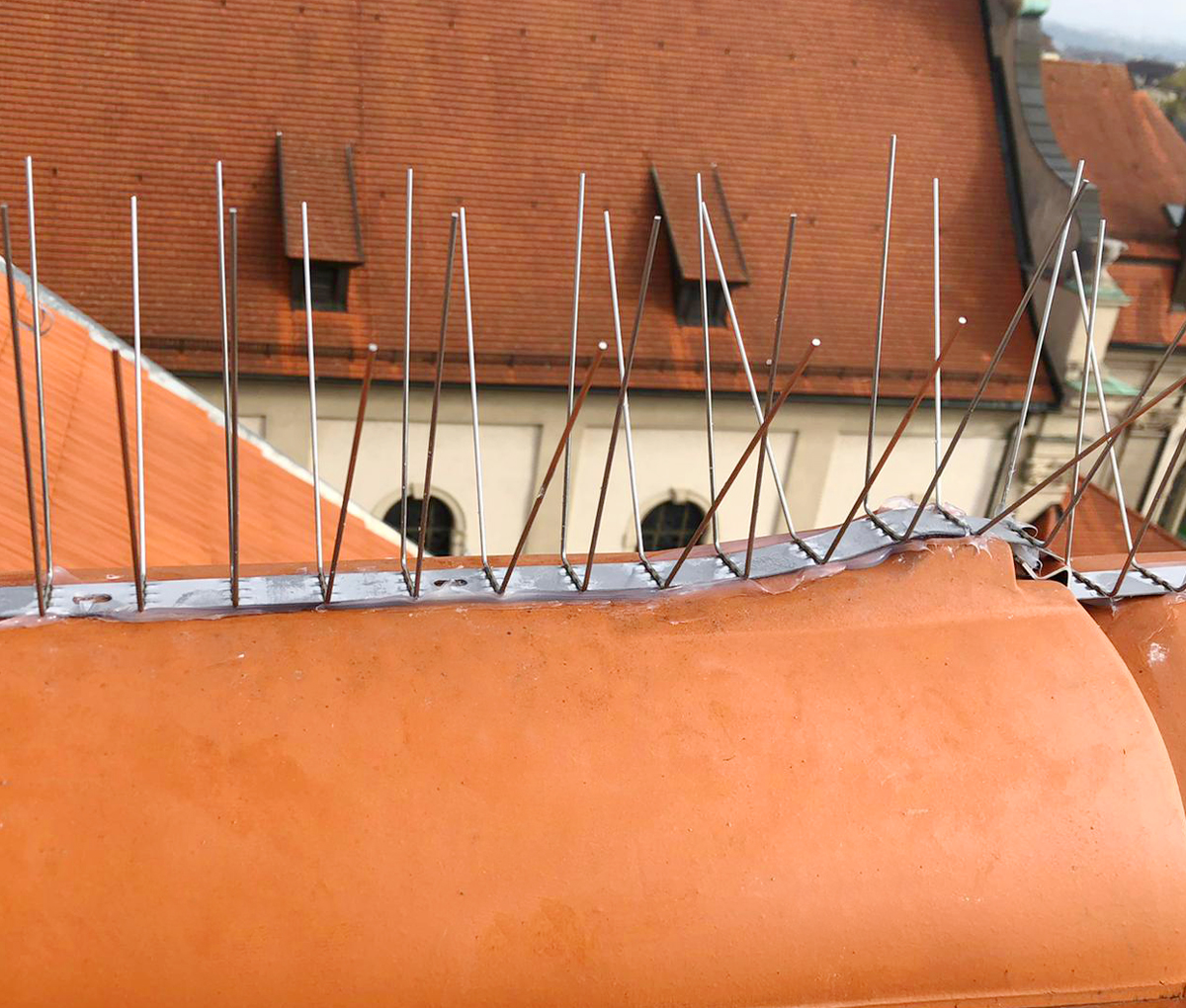 Schaedlingsbekaempfung_spikes_taubenabwehr_Obersulm