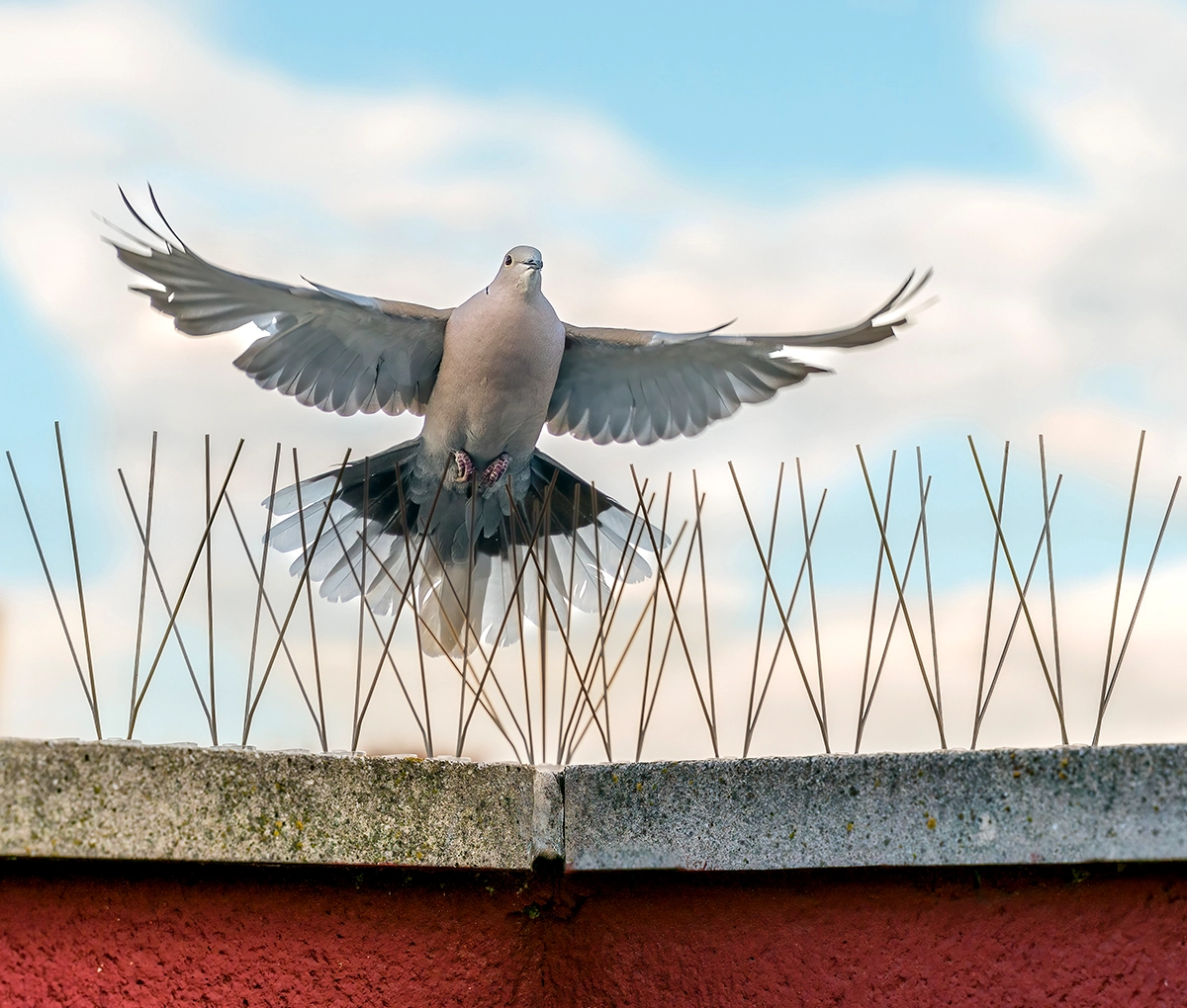 taubenabwehr_PSD_taubenproblem_stuttgart_tauben_vertreiben_nisten_taubenspikes Edelstahl-Spikes – Schutz von Gebäudekanten und Fassaden vor Taubenbefall